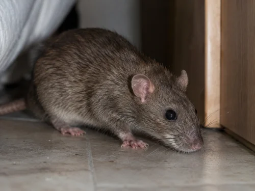 Dératisation souris et rats