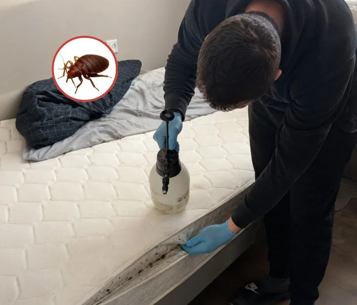 Technicien traitant un matelas contre les punaises de lit à Thoiry